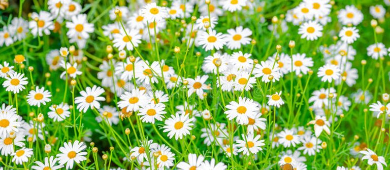 beautiful-field-green-grass-camomiles-as-background-pano-panorama-56686563.jpg