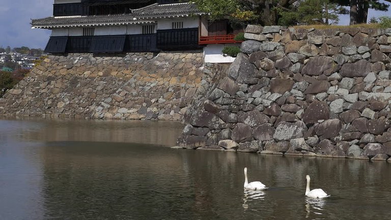 Hikone moat swans.jpg