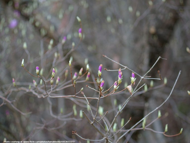 SpringBuds-002-031818.jpg