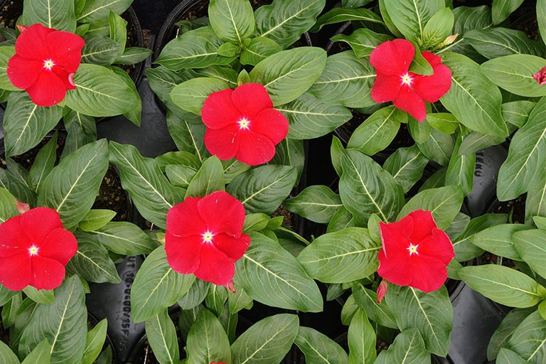 Vinca-Cora-Red.jpg