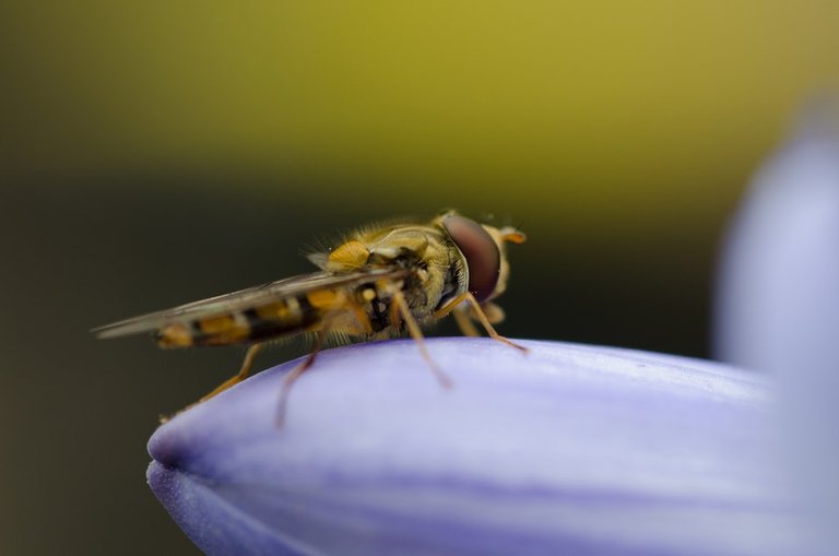 Adult wasp.jpg