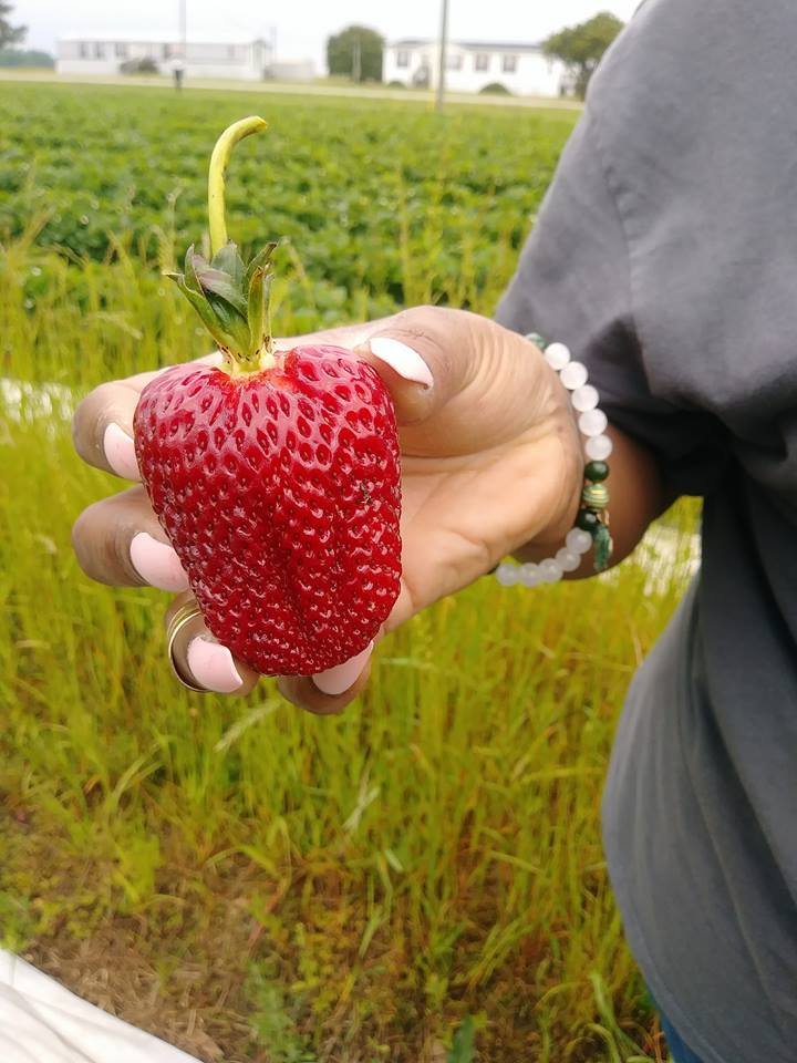 strawberry HUGE.jpg
