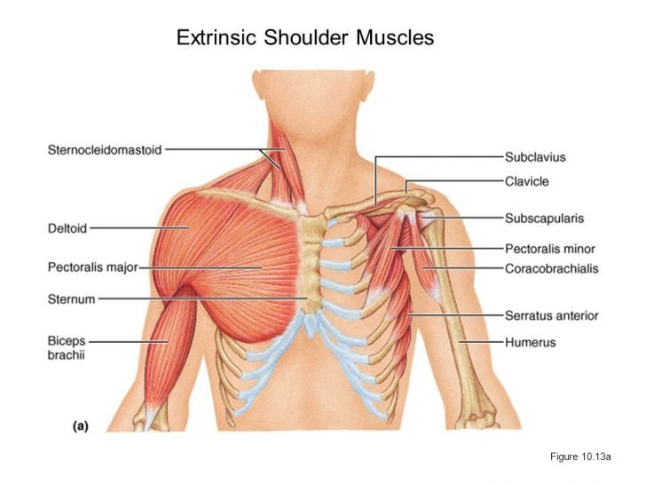 shoulder muscles.jpg