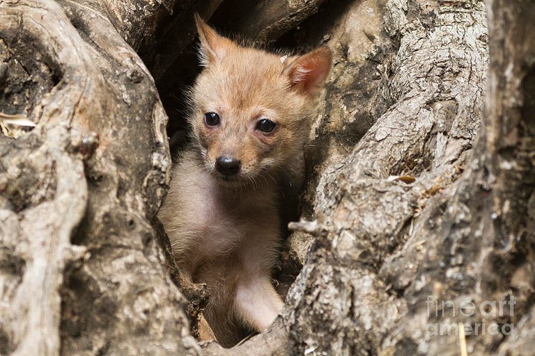 golden-jackal-canis-aureus-cubs-2-eyal-bartov.jpg