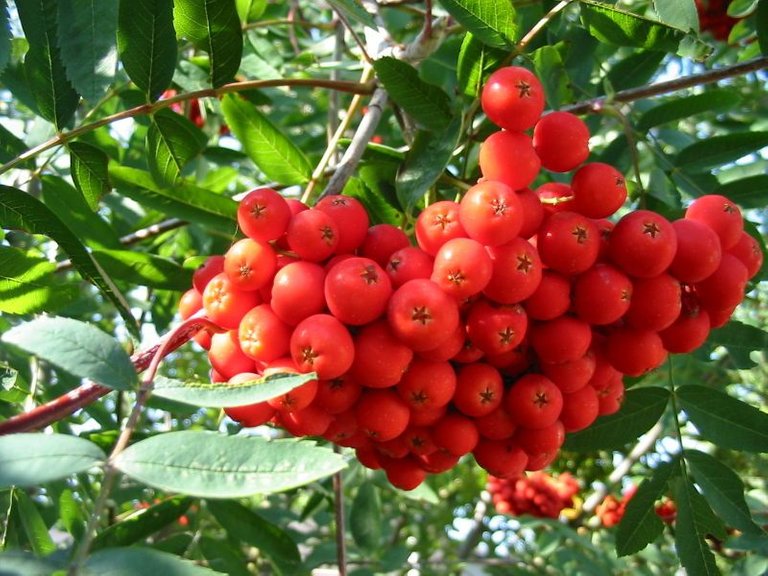 800px-Sorbus_aucuparia_kpjas_19082005_4.jpg