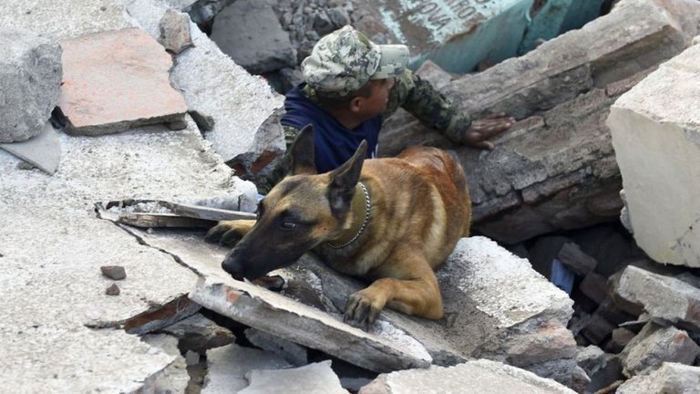 perro-rescate-trabajo.jpg