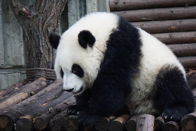 panda-2859555_1920.jpg