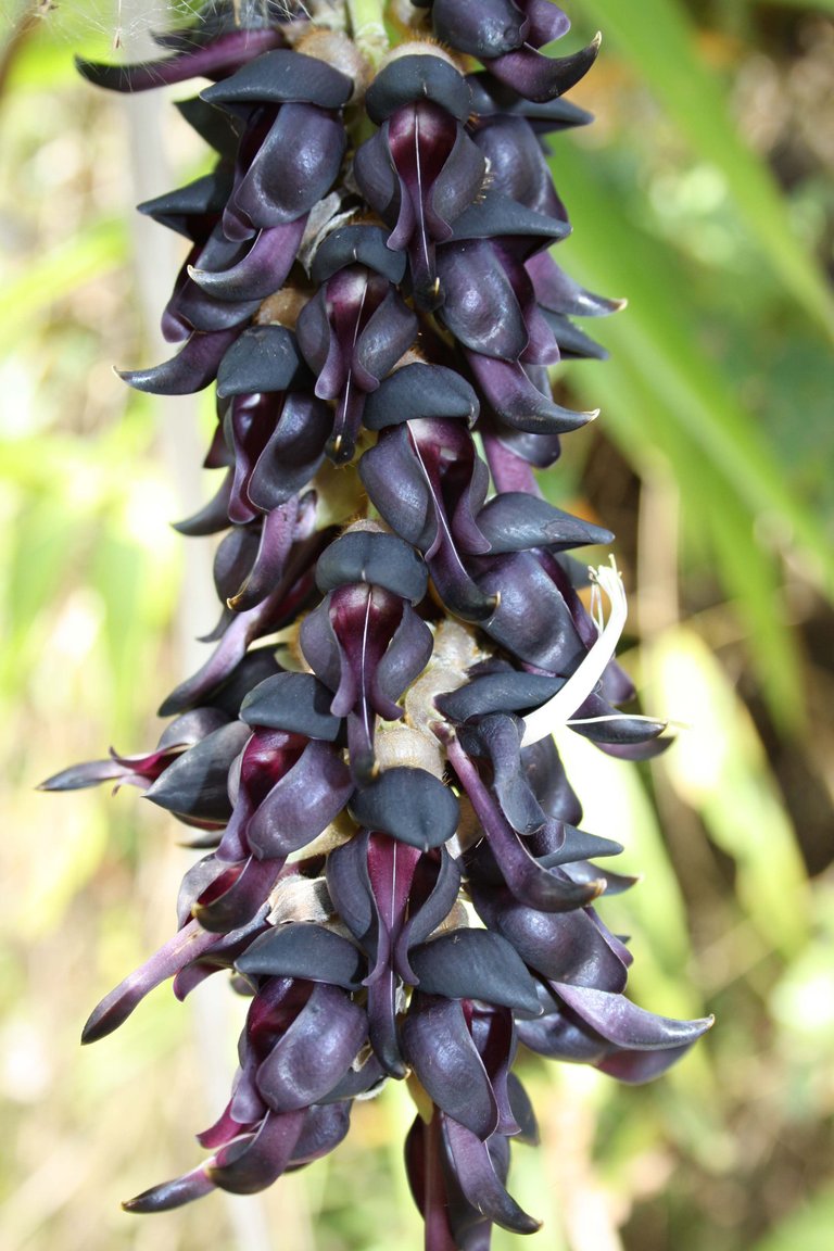 Mucuna_pruriens_flower.jpg