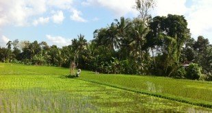 Ubud-Restaurant-310x165.jpg