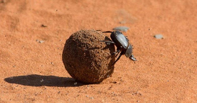 10a-dung-beetle-515368758.jpg