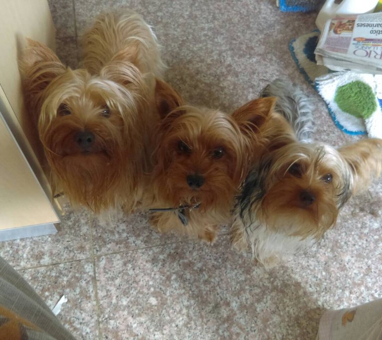 perritos 29 de agosto 2017.jpeg