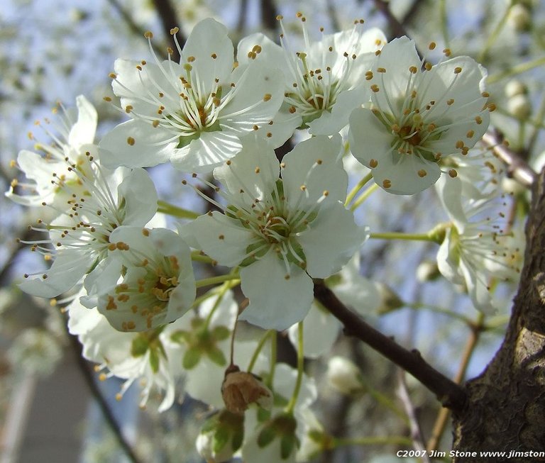 Great-White-Cherry-Flowering-Blossom.jpg