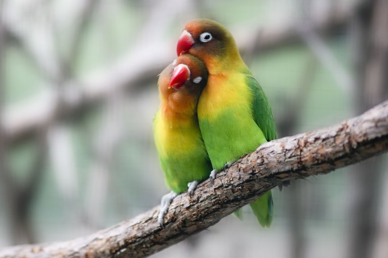 Lovebirds-GettyImages-510427100-58d005853df78c3c4f3b36e3.jpg