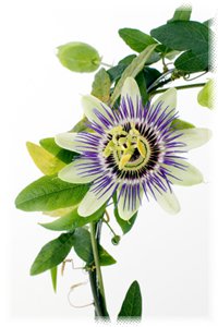 SP passion flower.jpg