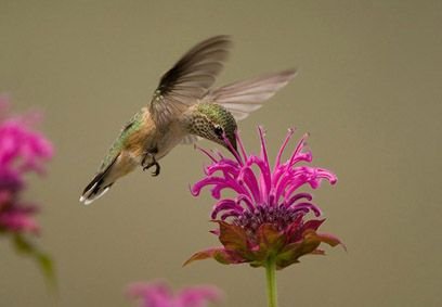 Bee-Balm.jpg