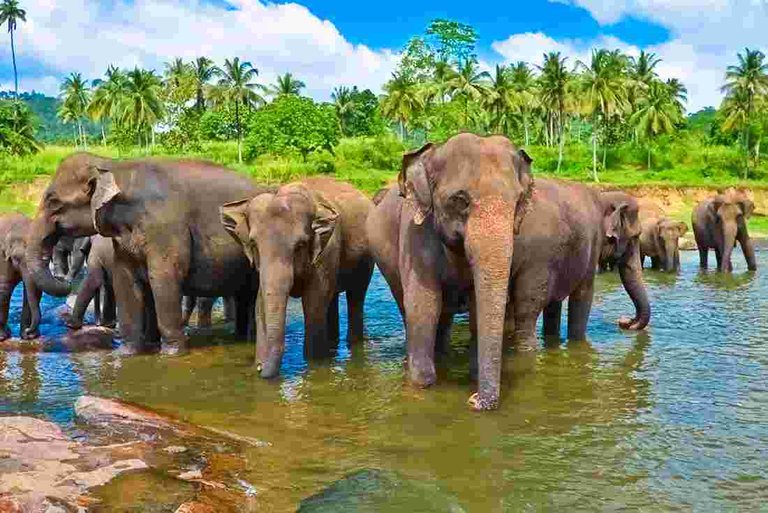 sri-lanka-elephants-bathing.jpg