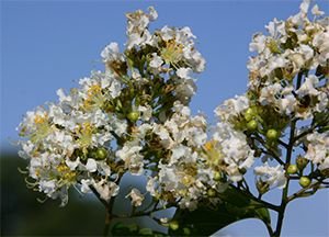 Lagerstroemia-fauriei.jpg