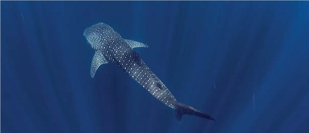 Whale Sharks.png