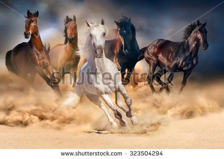 stock-photo-horse-herd-run-in-desert-sand-storm-against-dramatic-sky-323504294.jpg