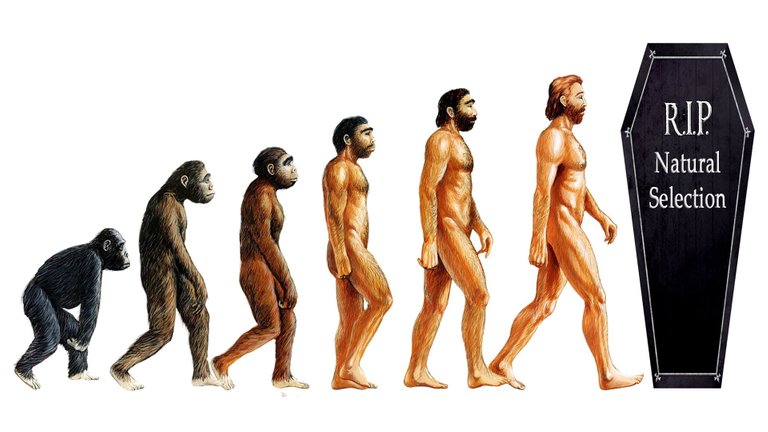 Human evolution.jpg