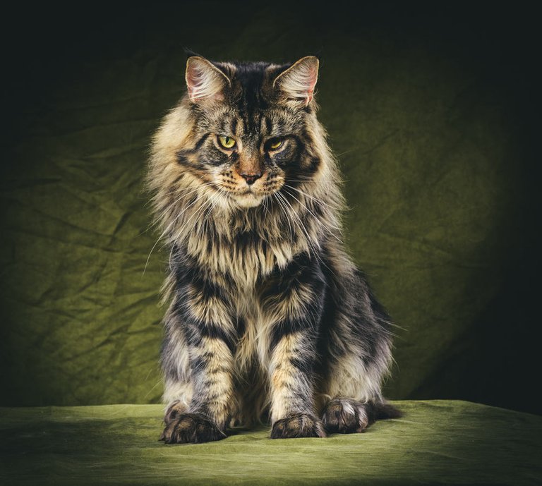 Maine-coon-aggression-.jpg