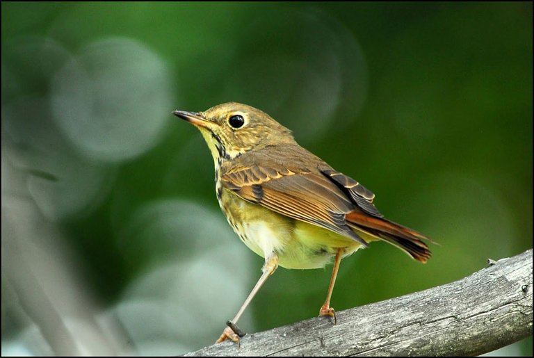 Matt-McRay-Bird-Photography-Hermit-Thrush-1.jpg