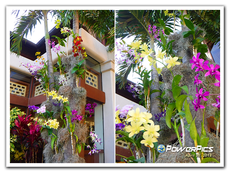 Orchids-04-PowerPics.png