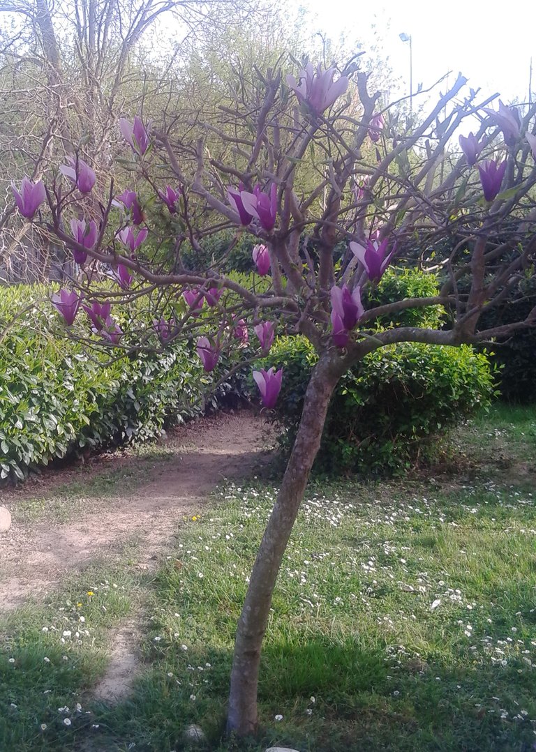 albero magniolia rosa.jpg