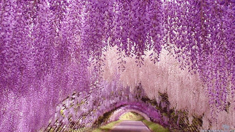 wisteria-03.jpg