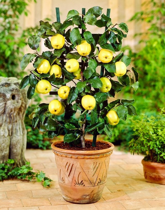 how-to-grow-apple-tree-in-pot-2.jpg