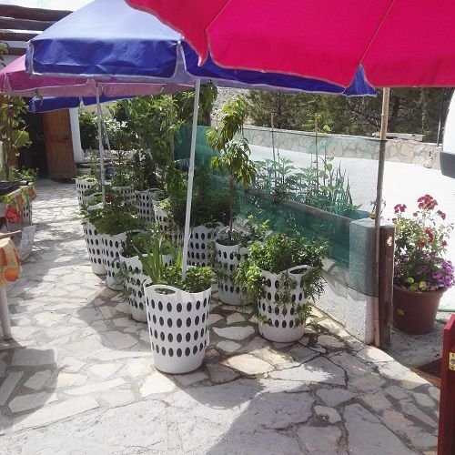 umbrellas shading laundry basket planters.jpg