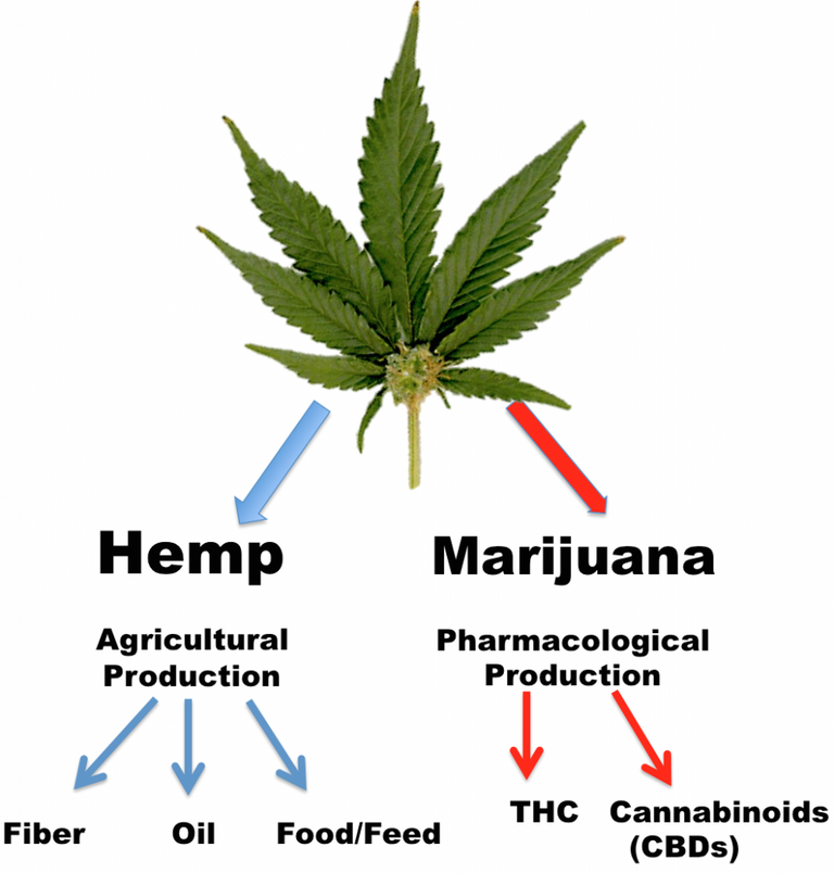 hemp-crop1-978x1024.png