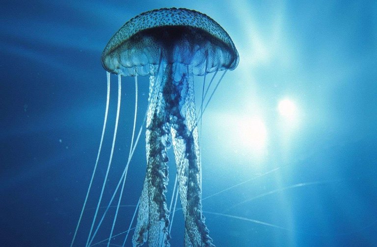 jellyfish.jpg