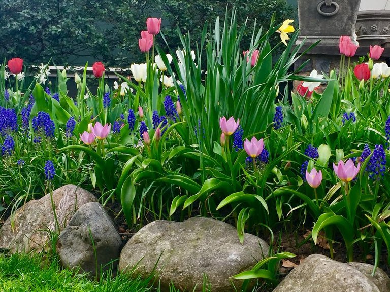 garden tulips bulbs.jpg