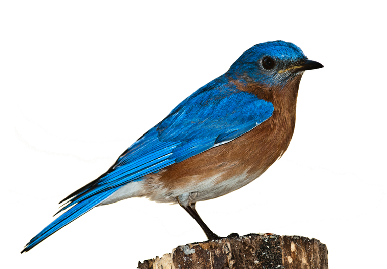 bluebird1.png