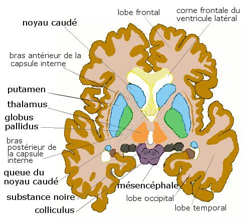 Axial_basal-ganglia.jpg