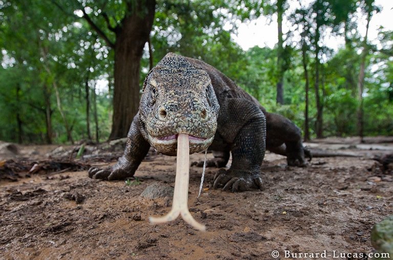 komodo-dragon-foto-will-burrard-lucas.jpg