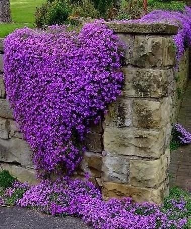 58006-Heart-Shaped-Purple-Flowers.jpg