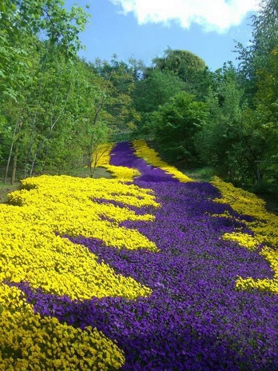 Awesome Flower Street.jpg