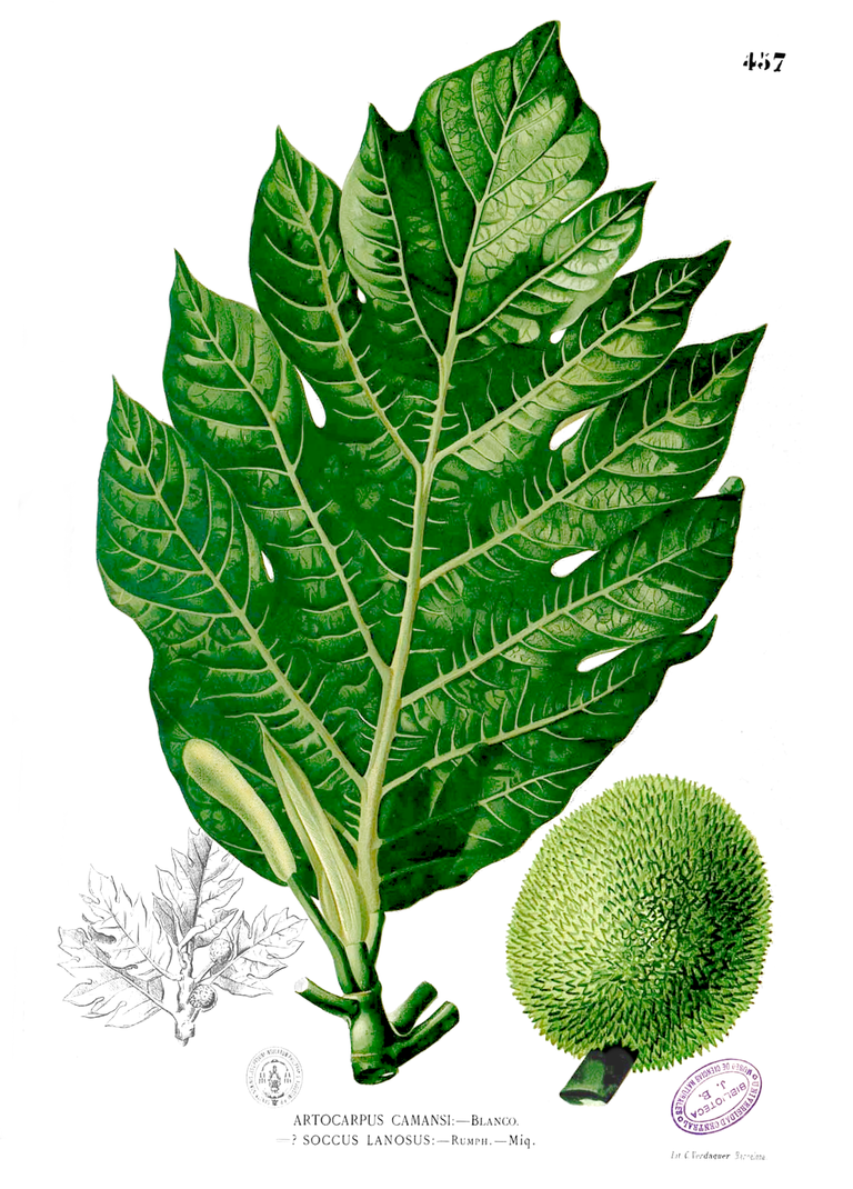 Artocarpus_camansi_Blanco2.457.png