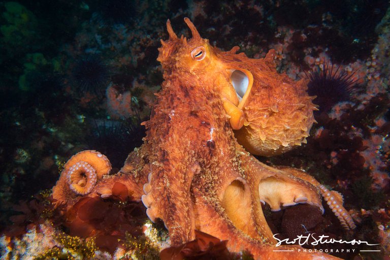 Giant Pacific Octopus-2.jpg