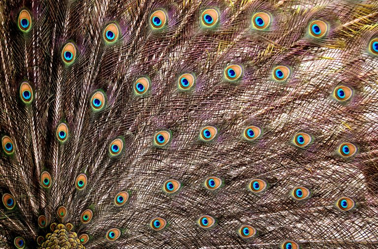 peacock-feathers-3013496_1920.jpg