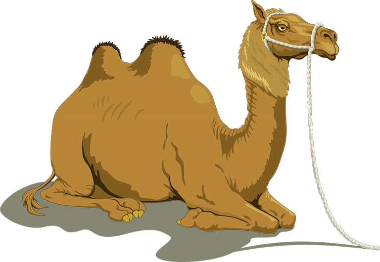 camel-48445_960_720.png