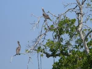 pelicanos_sobre_manglares.jpg