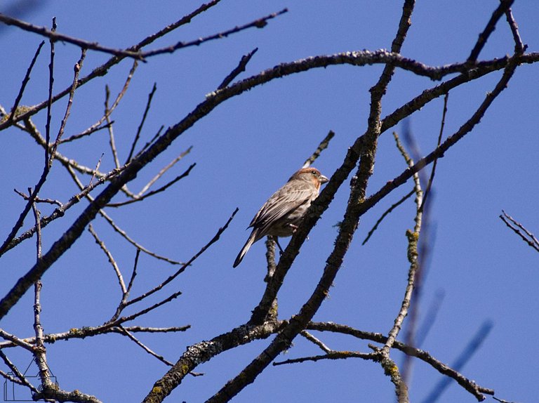 Tree Bird 20.jpg