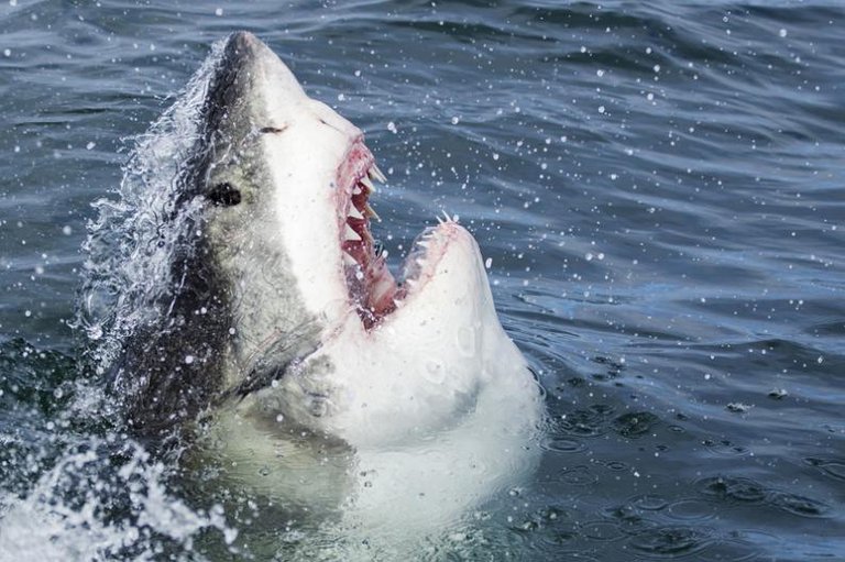 12-curiosidades-sobre-los-tiburones-que-no-conocias.jpg