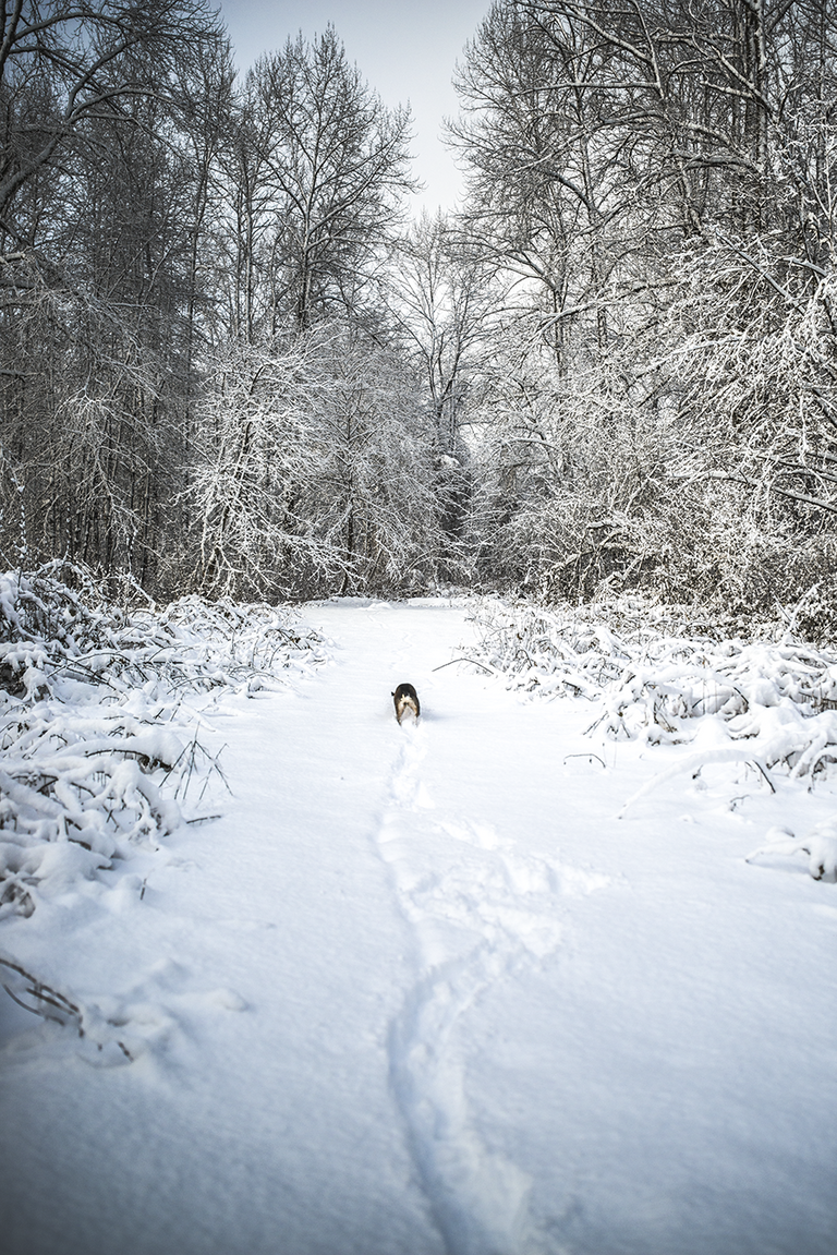 murphydog donates to TARC charity, winter portrait snow dog