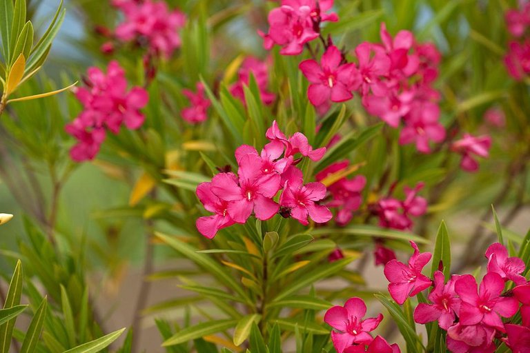 getty-oleander_1500_117966878-57c7b0823df78c71b694660a.jpg