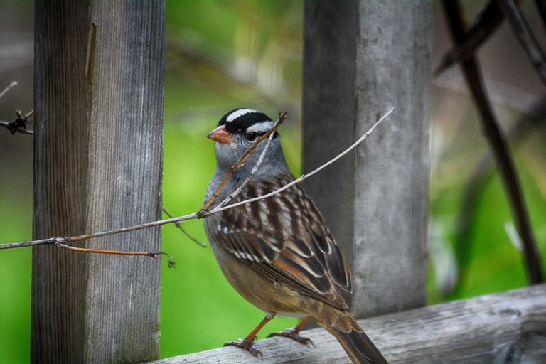 DSC_5574 White Crested Sparrow copy (Large).jpg