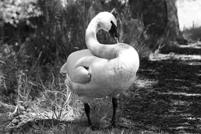 b&w swan.jpg